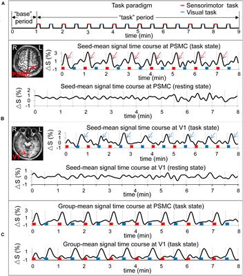 The Relationship of Functional Connectivity of the Sensorimotor and Visual Cortical Networks Between Resting and Task States